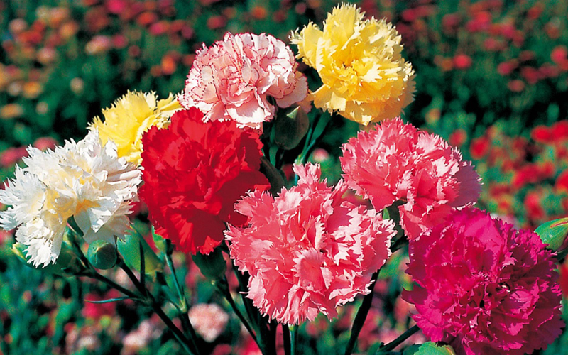 Carnation